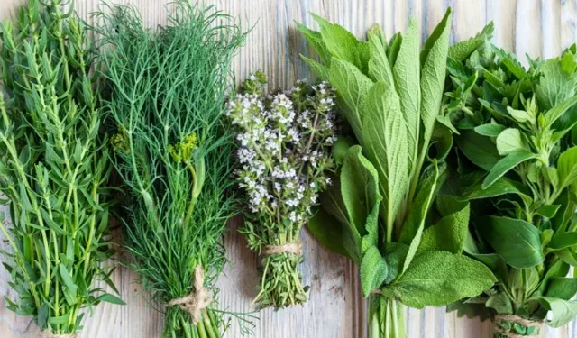 Ege otları ile sağlıklı yaşam rehberi