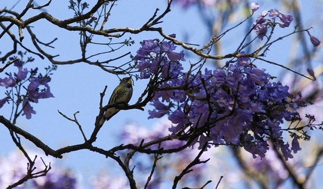 Dünya en sıcak dördüncü mart ayını yaşadı