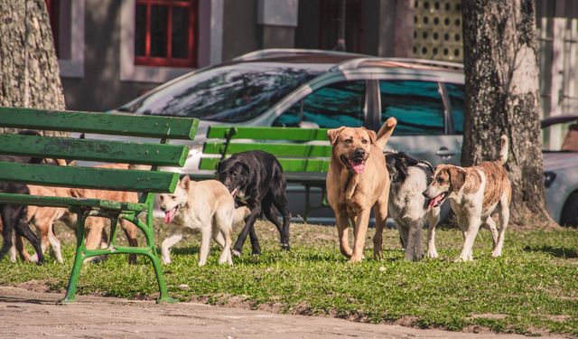 İzmir Barosu, Bakan Çiftçi’ye sordu: Toplanan sokak hayvanlarının akıbeti neden paylaşılmıyor!