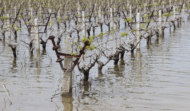 İzmir'de tarım arazileri su altında... Ziraat Odaları Birliği Başkanı: Ürünlere sigorta yaptırmaktan başka çare yok