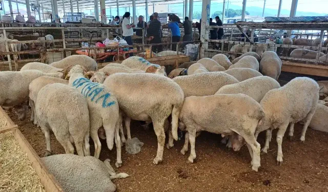 Nazilli kurban pazarını kriz vurdu: Emekli, ek geliri yoksa kesemez!