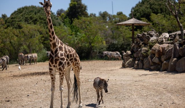 İzmir'de öksüz kalan küçük zebraya zürafalar aile oldu
