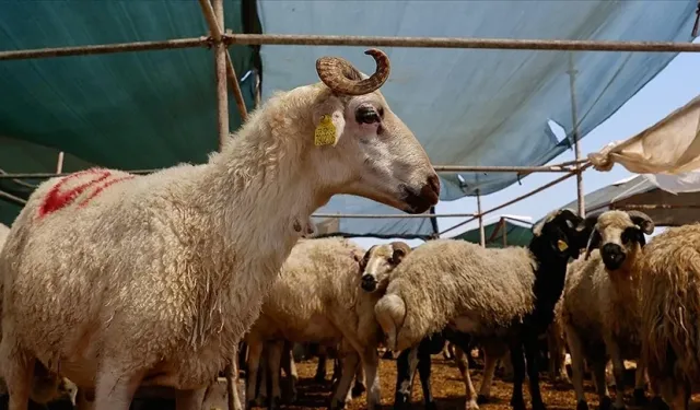 Elde kalan kurbanlıklar ne olacak?