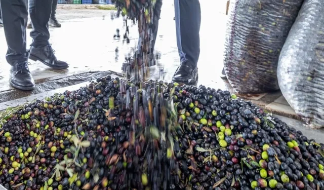İzmir'de zeytin sektörü için uluslararası çalıştay düzenlenecek
