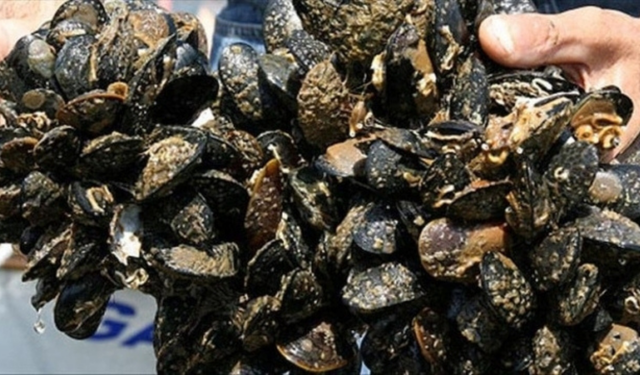 Bakanlık İzmir'de midye başta olmak üzere 7 ton su ürününe el koydu