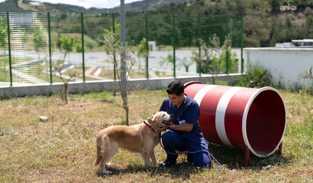 İzmir’deki bakımevlerinde patili dostlar yeni ailelerini bekliyor