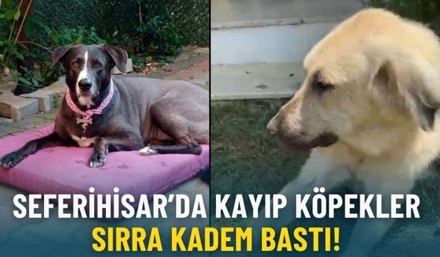 Seferihisar’da kayıp köpekler sırra kadem bastı!
