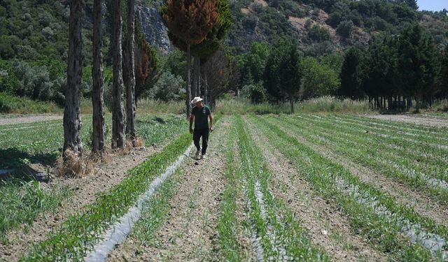 Kuşadası'na üretilenler tarladan tüketiciye ulaşıyor: Adabahçe yaz hasadına gün sayıyor