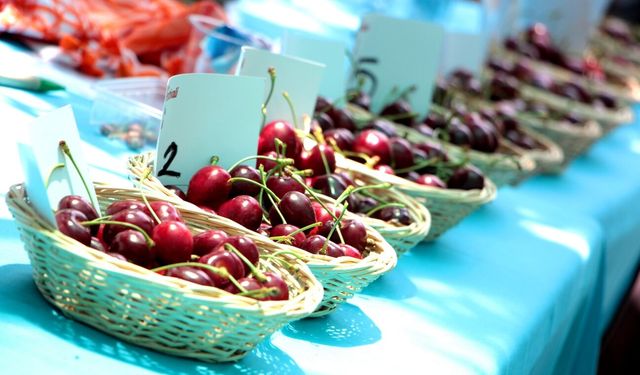 Bornova’da Kiraz Festivali başlıyor