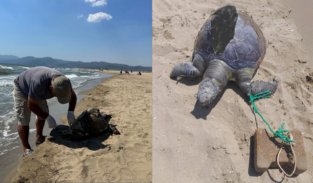 Kuşadası’ndan sonra Selçuk... Deniz kaplumbağasının yüzgecine taş bağladılar!