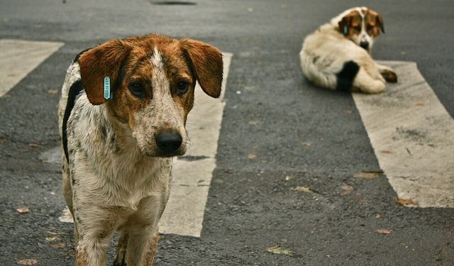 HAYTAP'tan Cemil Tugay'a sert tepki: Söz vermişti, şimdi köpekler toplanıyor!