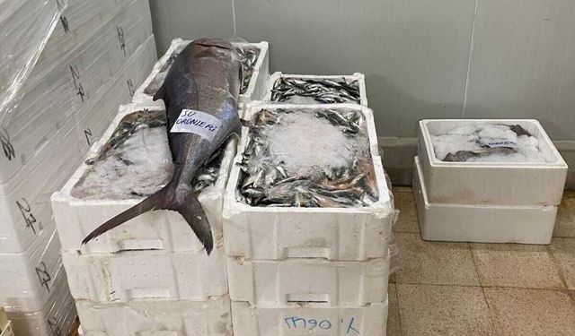 İzmir'de 241 kilogram su ürününe el konuldu