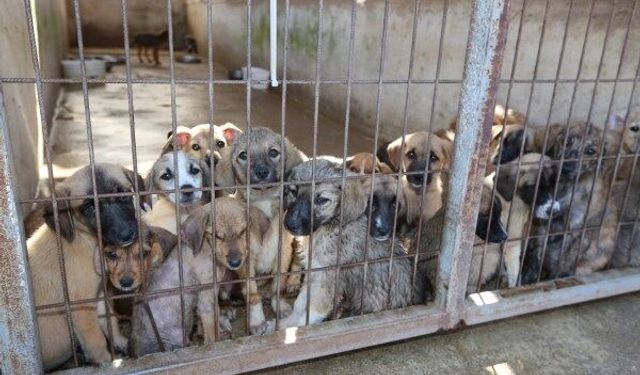 Hayvan hakları platformundan dilekçe... Yunusemre Hayvan Yaşam Merkezi'ndeki köpek ölümleri soruşturulsun
