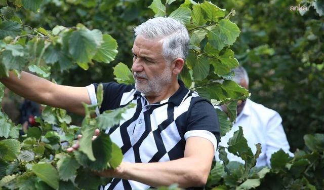 Oda başkanı isyan etti: Fındık üzerine oynanan oyunlara dur denilmeli