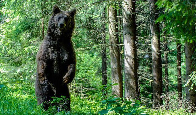 WWF’den Seferihisar’daki faciaya dair açıklama: Normal bir ayı davranışı değil