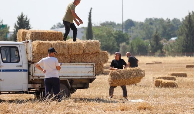 Buca'dan örnek dayanışma... Üreticilere saman dağıtıldı