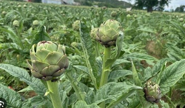 Enginar üretiminde Bursa, İzmir’i geride bırakıyor