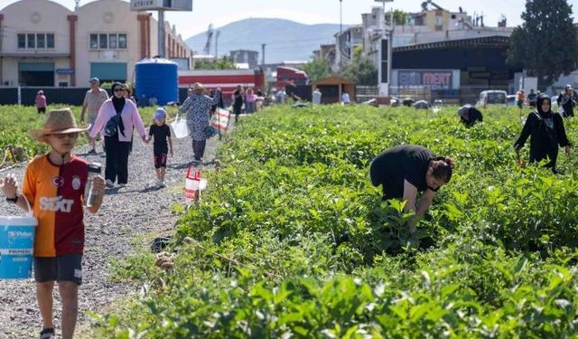 Bornova Kent Bostanı’nda hasat heyecanı