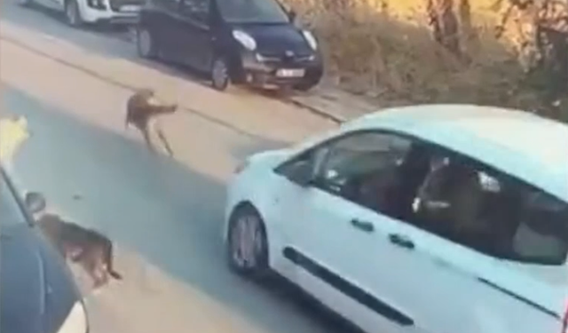 İstanbul’da köpeğe çarpıp ölümüne neden olan sürücü tutuklandı