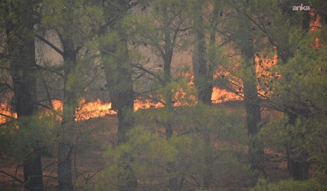Gömeç'teki yangın Bergama Kozak Yaylası’na sıçradı: Müdahale sürüyor