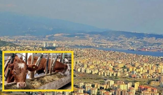 İzmir'in o ilçesinde hayvan çiftlikleri için yıkım kararı: Tahliyeler başladı