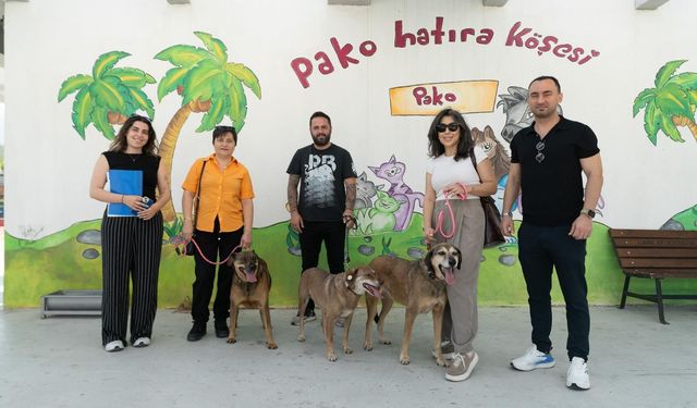 Üç patili dost ve hiç kopmadan süren dostlukları
