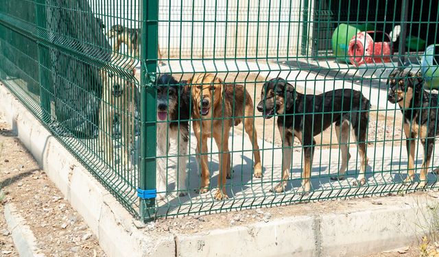 Karşıyaka’nın patileri, yeni yuvalarına kavuşmayı bekliyor