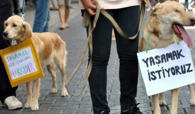 Dikili’de sokak ortasında vahşet… Köpeklere ateş açtı