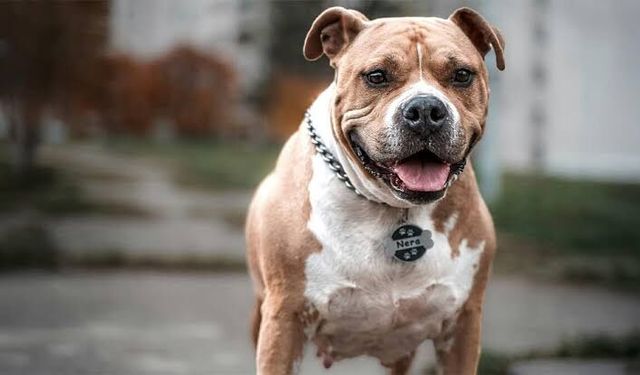 İzmir’de pitbull faciası: Parmağı kopan kadın şikayetçi oldu!
