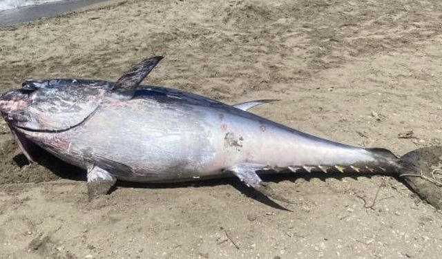 Çeşme kıyılarında orkinos ölümleri yeniden başladı: ÇEŞÇEP'ten yetkililere çağrı!