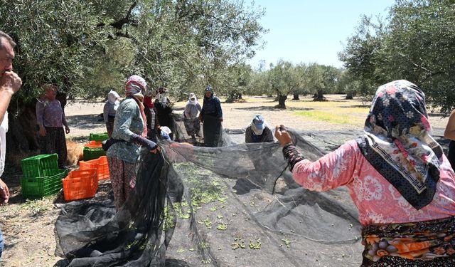 İzmir'de zeytin mesaisi başladı: İlk hasat Dikili'de yapıldı