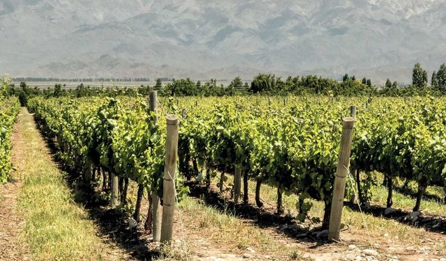 Üzüm bağında korkutan kaza… Belediye başkanı ameliyatlık oldu
