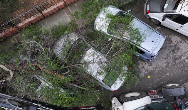 Karşıyaka'da kuvvetli rüzgarın bilançosu... Park halindeki araçların üzerine ağaç devrildi