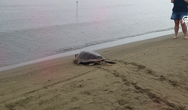 Tedavileri tamamlanan 4 caretta caretta Pamucak'ta denize bırakıldı