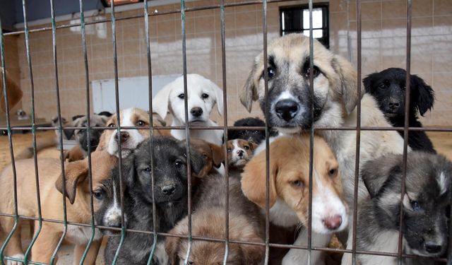 Bakan ‘köpekler toplatıldı’ dedi… Hayvan Hakları Savunucuları rakamlara dikkat çekti: Barınakla sayı uyumsuz, öldürdüler