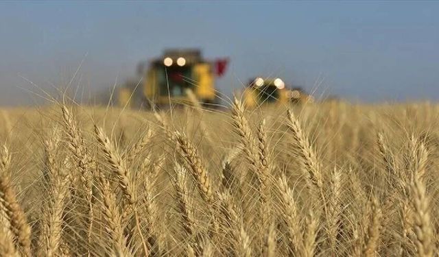 Toprak Mahsulleri Ofisi: 5,5 milyon ton buğday arz edilecek!