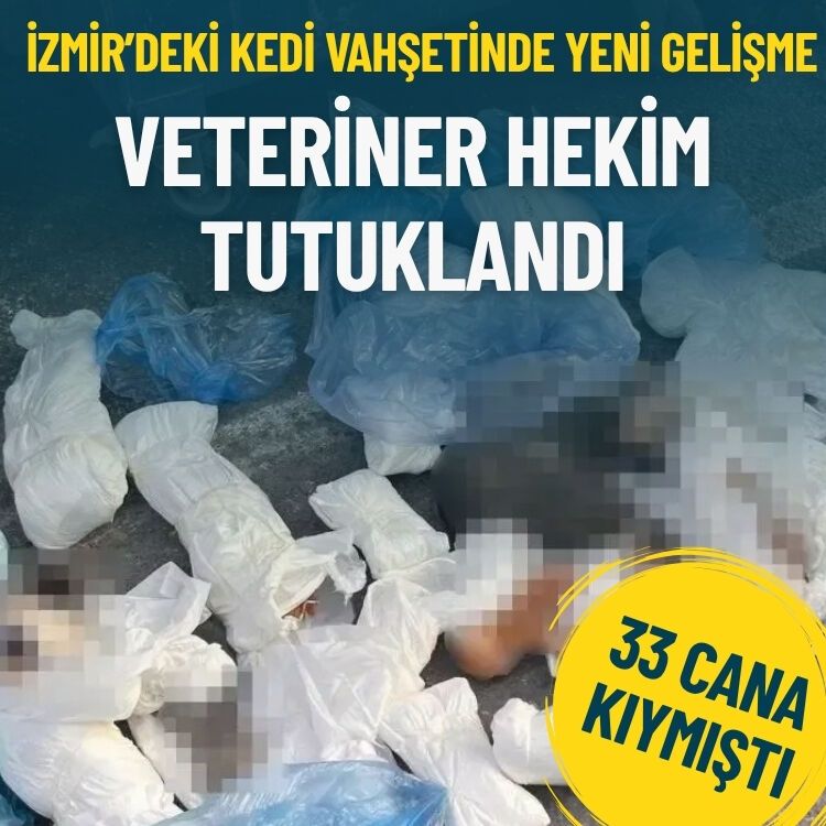 İzmir'de 33 kedi ölü bulunmuştu: Yapılan soruşturmada veteriner hekim tutuklandı