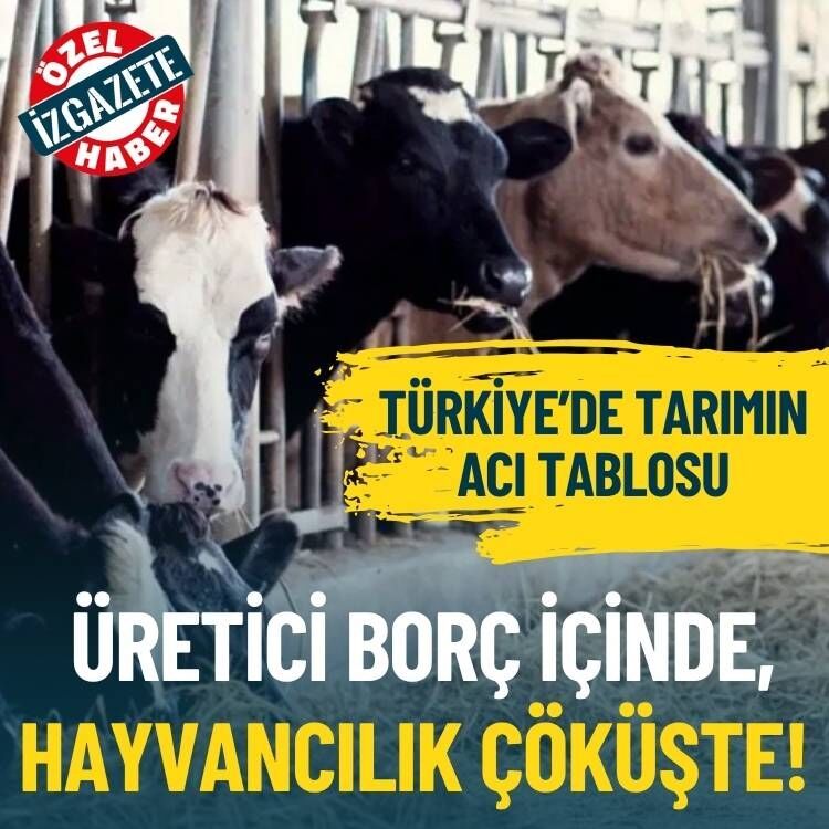 Türkiye’de tarımın acı tablosu: Üretici borç içinde, hayvancılık çöküşte!