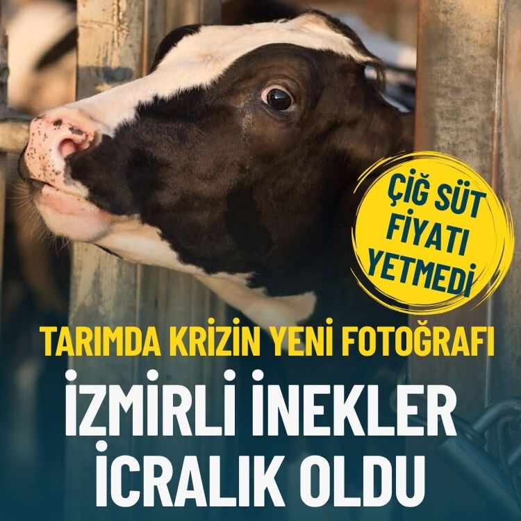 Tarımda krizin yeni fotoğrafı... İnekler icralık oldu!