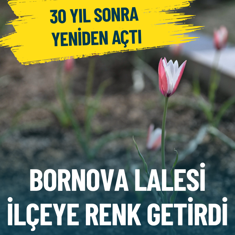 Bornova Lalesi 30 yıl sonra yeniden çiçek açtı