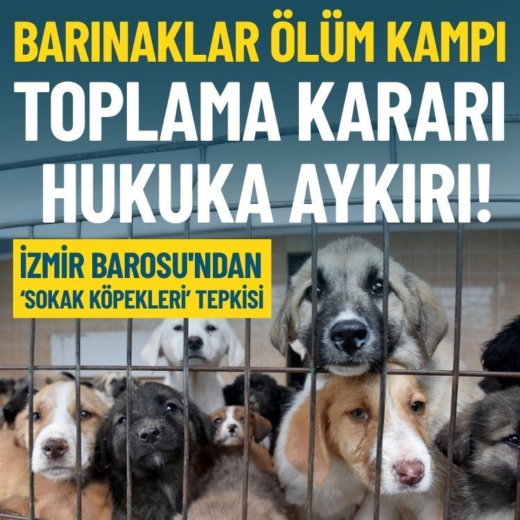 İzmir Barosu'ndan ‘sokak köpekleri’ tepkisi: Barınaklar ölüm kampı, toplama hukuka aykırı!