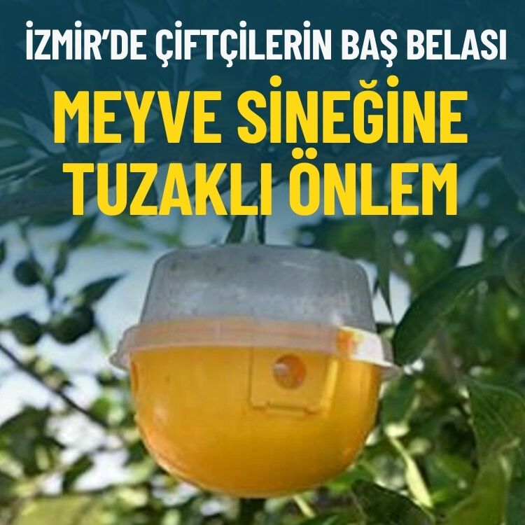 İzmir'de çiftçilerin baş belası... Meyve sineğine tuzaklı önlem