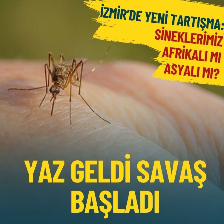 ‘Afrika’dan gelen’ sivrisineklerden nasıl korunabiliriz?