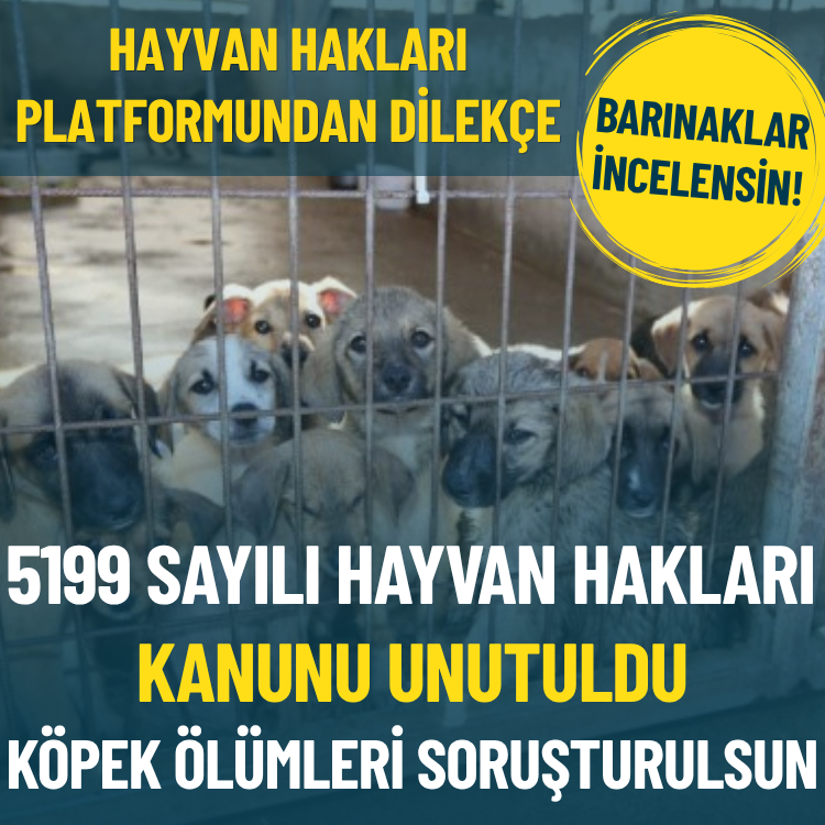 Hayvan hakları platformundan dilekçe... Yunusemre Hayvan Yaşam Merkezi'ndeki köpek ölümleri soruşturulsun
