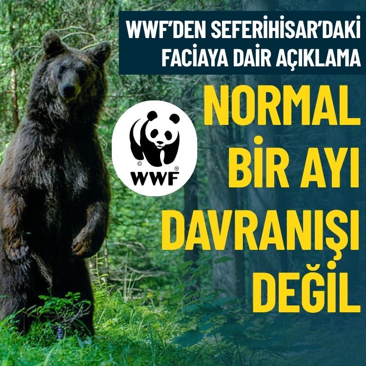 WWF’den Seferihisar’daki faciaya dair açıklama: Normal bir ayı davranışı değil