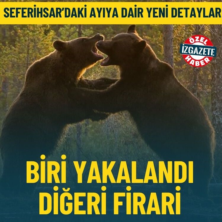 Seferihisar’daki ayıya dair yeni detaylar: Biri yakalandı, diğeri firari