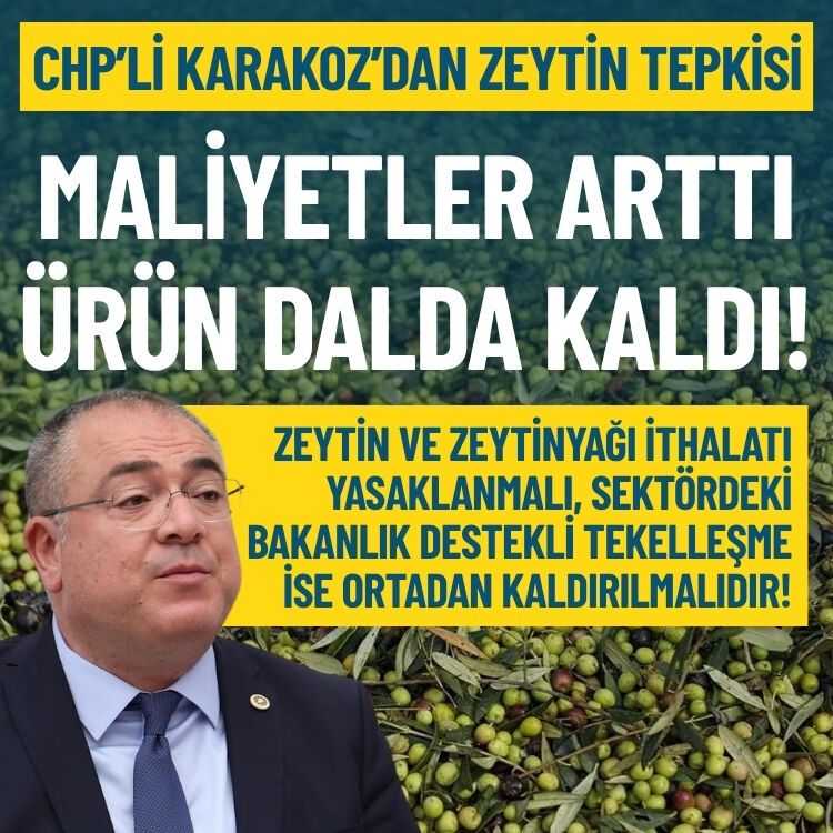 CHP’li Karakoz’dan zeytin tepkisi: Maliyetler arttı, ürün dalında kaldı!