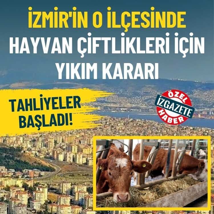 İzmir'in o ilçesinde hayvan çiftlikleri için yıkım kararı: Tahliyeler başladı