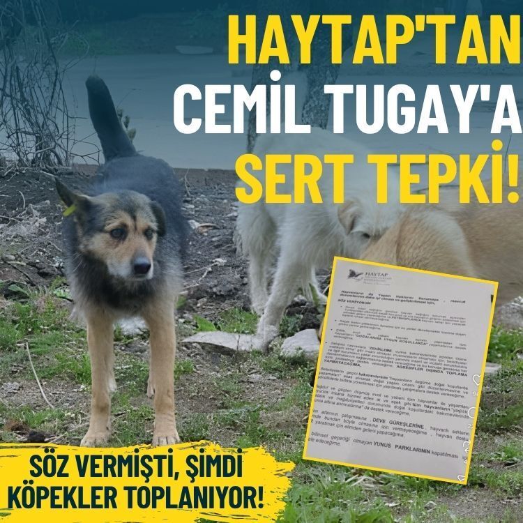 HAYTAP'tan Cemil Tugay'a sert tepki: Söz vermişti, şimdi köpekler toplanıyor!