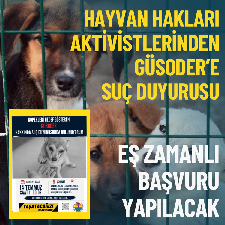 Hayvan hakları aktivistlerinden GÜSODER’e suç duyurusu: Eş zamanlı başvuru yapılacak